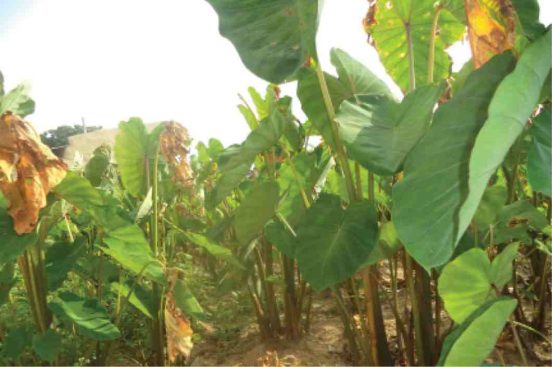 Why Katsina farmers abandoned large scale cocoyam farming