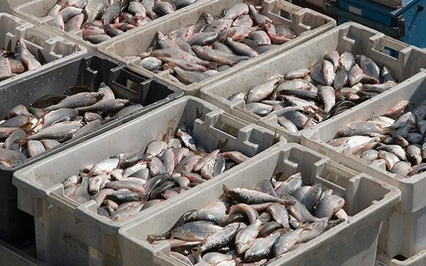 Fisheries subsidies harmful to Nigeria, Africa, experts declare